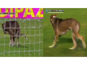 Sahaya Giren Köpek Bakın Ne Yaptı ?