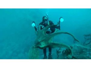 Dev Ahtapot Dalgıçla Güreşti