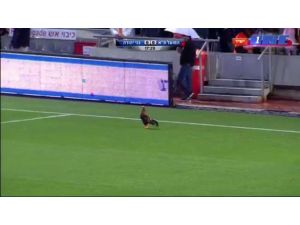 Maça Horoz Molası