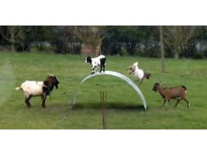 Gecikmiş Olimpiyat Hazırlığı