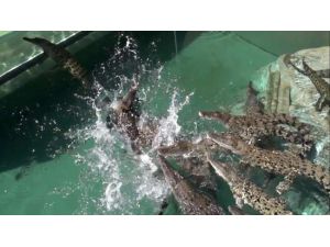 3 Metre Zıplayarak Yedi