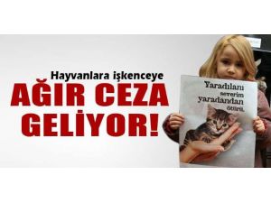 Hayvana İşkenceye Ağır Cezalar Geliyor