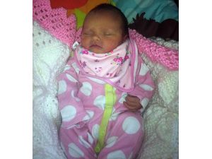 Alaska Kurdu Cinsi Köpek 6 Günlük Bebeği Öldürdü