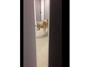 Dikkat Koridorda Kurt Var