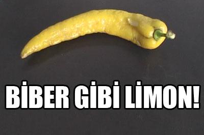 Biber gibi limon! 