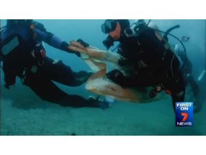 Köpekbalığını Kurtarma Operasyonu