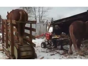 Beygir Gücüyle Çalışan Testere