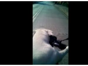 Köpek Direksiyona Geçerse