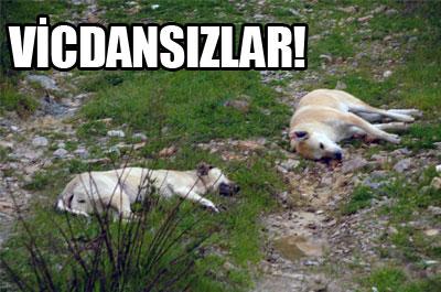 Kuşadasında köpek katliamı! 
