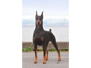 Köpek Sahipleri Şokta !