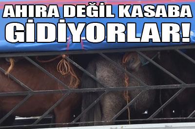Adanada kesilmek üzere olan atlar yakalandı 