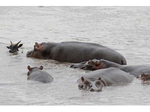 Antilobu Timsahın Avı Olmaktan Su Aygırı Kurtardı