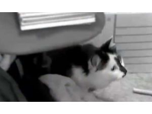 Cinnet Getiren Kedi, Aileyi Rehin Aldı