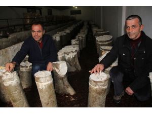 Fındığa Göre Maliyeti Az, Geliri Yüksek