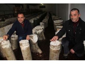 Fındığa Alternatif Olma Yolunda