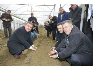 Kesme Gül Üretimi Yaygınlaşıyor