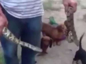 Yılanları Köpeklere Yem Etti