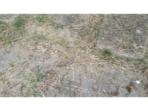 Almanyada Cinnet Geçiren Iraklı Baba, 3 Çocuğuyla Birlikte Camdan Atladı