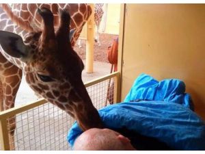 Zürafa’dan Kanser Hastası Bakıcısına Veda Öpücüğü