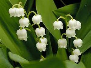 Keşfettiği Bitki Türüne Eşinin Adını Verdi