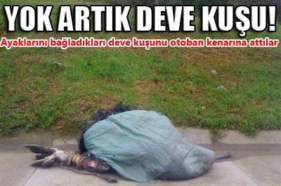 Yok artık deve kuşu! 