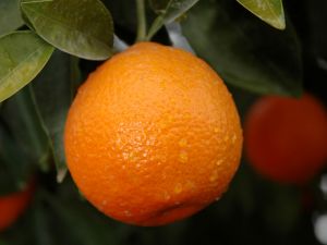 İhracatta Lokomotif Turunçgil