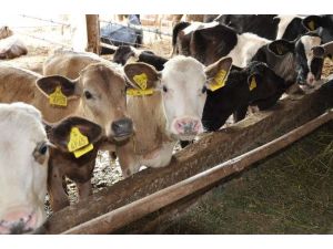 Hayvansal Üretim Arttı