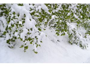 Fındığı Kar Vurdu