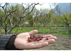 Amasya Elmasını Don Vurdu