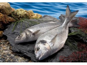 Su Ürünleri Ve Hayvansal Mamuller Sektörü İhracatta Artış Rekortmeni