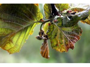 Kar Fındığı Vurdu