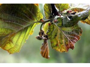 Fındığı Kar Vurdu