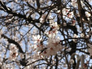 Zirai Don, Kayısı Fiyatını Yükseltti