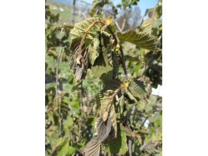 Fındık Yandı, Fiyatı 7 Lirayı Geçti