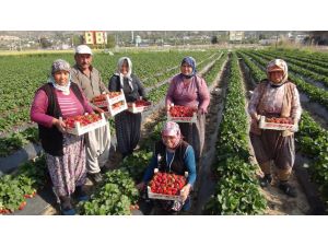 (Özel Haber) Silifke’de Çilek Ve Domates İhracatı Başladı