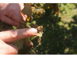 “Fındıkta 200 Rakımın Üzerindeki Zarar Yüzde 100”