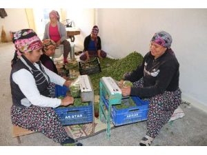 Erik Ve Çağla Yüz Güldürdü