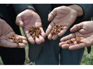 (Özel Haber) Elma Ve Kayısı Don Kurbanı