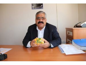 (Özel Haber) Mut’ta Erkenci Kayısı Hasadı Başladı