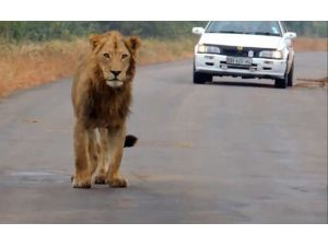 Kral İstediğini Yapar