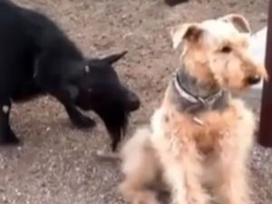 Dünyanın En Umursamaz Köpeği