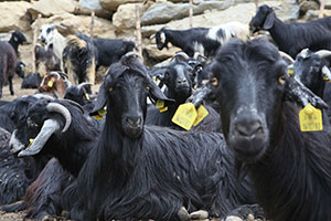 Kahramanmaraş’taki Hayvanlara Ne Oluyor