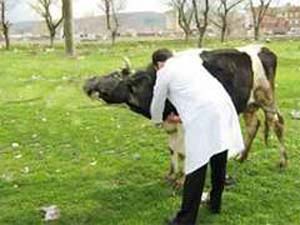 Göksunda Kurbanlık Hayvanların Aşılanması Devam Ediyor