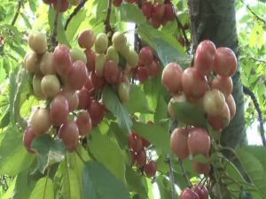 İşte Kuzey Yarımküre’nin İlk Kirazı