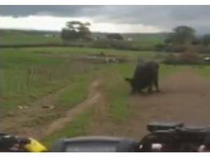 Boğa Kırmızıyı Görürse