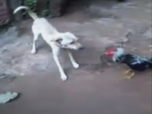 Horoz Köpeğe Kafa Tutarsa