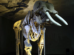 2 Bin 200 Yıllık Aslanın İkizi Aranıyor