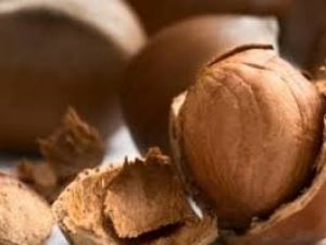 Fındıkta Don Afeti