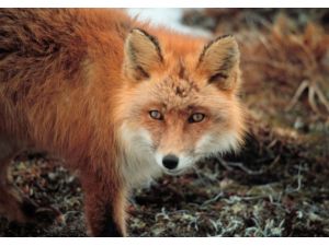 Beyaz Saray’a Şok Sızıntı