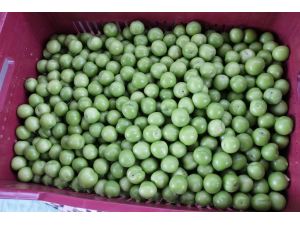 Mut’ta Erik Üreticinin Yüzünü Güldürüyor